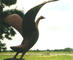 gans