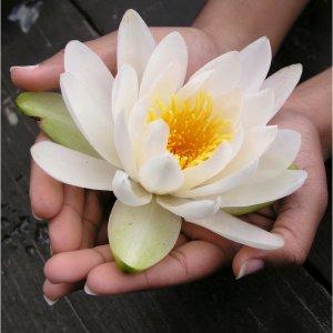 lotus_in_handen